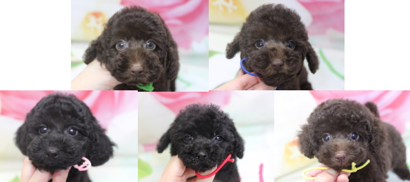 トイプードルブリーダーの子犬、トリミング画像