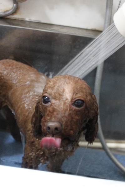 千葉県市川市のトイプードルのオゾンシャワー画像