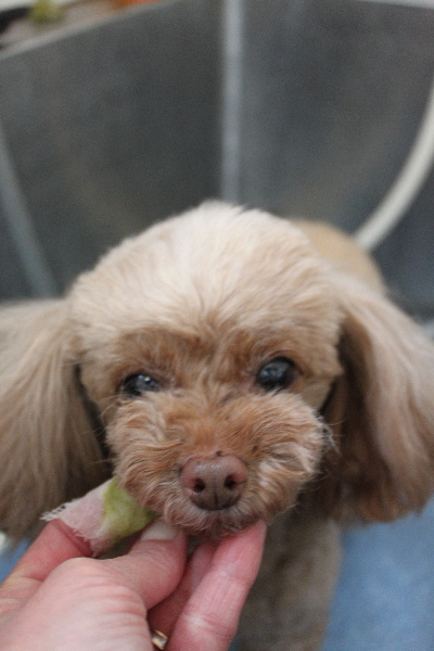 千葉県船橋市のトイプードルの歯磨き画像