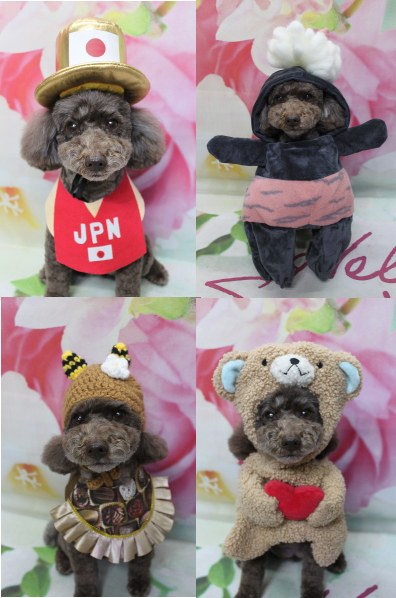 千葉県市川市のトイプードルのトリミング画像