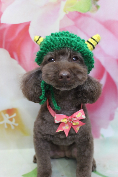 千葉県市川市のトイプードルのトリミング画像