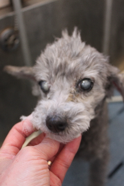 千葉県船橋市のトイプードルのトリミング画像