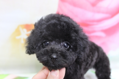 トイプードルブリーダーの子犬、トリミング画像