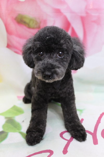 トイプードルブリーダーの成犬、トリミング画像