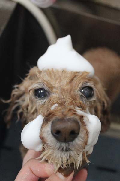 千葉県松戸市のトイプードルのシャンプー画像