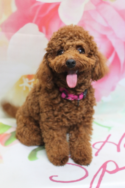 千葉県鎌ヶ谷市のトイプードルのトリミング前画像