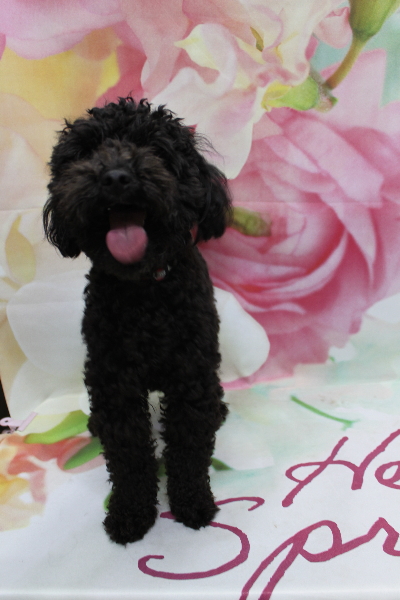 千葉県船橋市のトイプードルのトリミング前画像