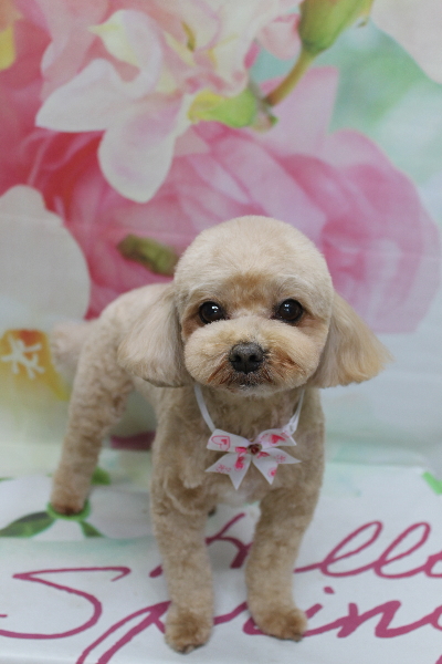 千葉県船橋市のミックス犬のトリミング画像