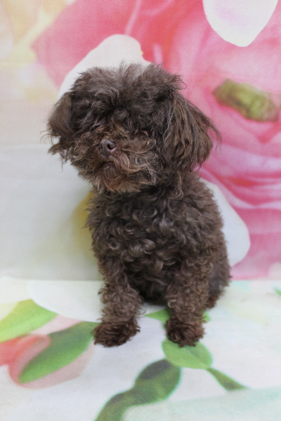 トイプードルブリーダーの成犬、トリミング前画像