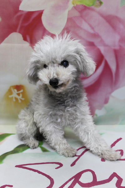 千葉県印西市のトイプードルのトリミング前画像