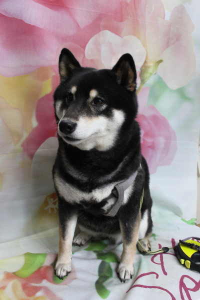 千葉県船橋市の柴犬のトリミング前画像