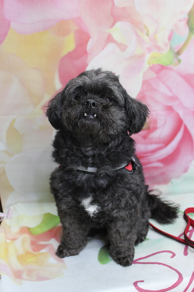 千葉県船橋市ミックス犬のトリミング前画像