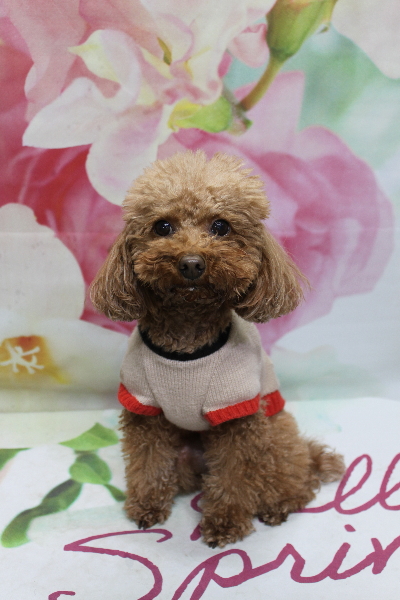 千葉県市川市のトイプードルのトリミング前画像