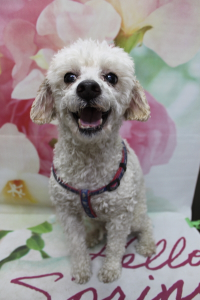 千葉県市川市のトイプードルのトリミング前画像