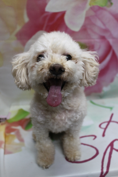 千葉県鎌ケ谷市のミックス犬のトリミング前画像