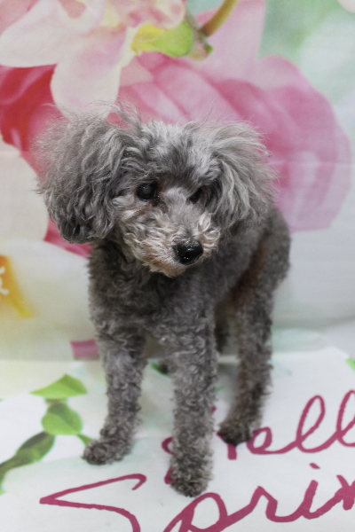 千葉県船橋市のトイプードルのトリミング前画像