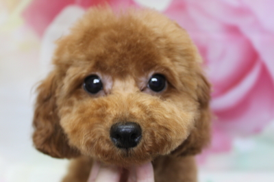 トイプードルブリーダーの子犬、トリミング画像