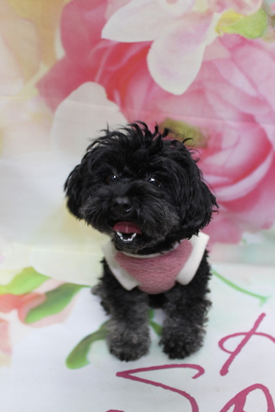 千葉県鎌ヶ谷市のトイプードルのトリミング前画像