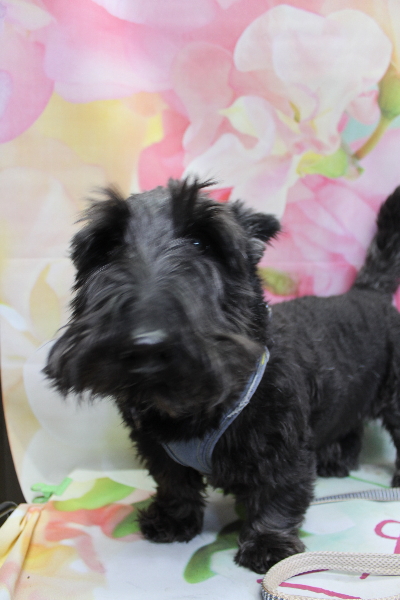 千葉県鎌ケ谷市スコティッシュテリアのトリミング前画像