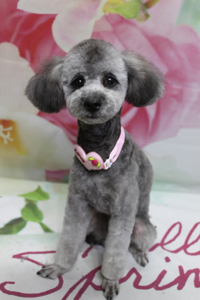 千葉県船橋市のトイプードルのトリミング画像