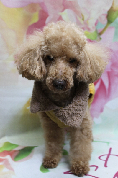 千葉県花見川区トイプードルのトリミング前画像