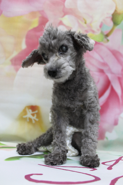 千葉県船橋市のトイプードルのトリミング前画像