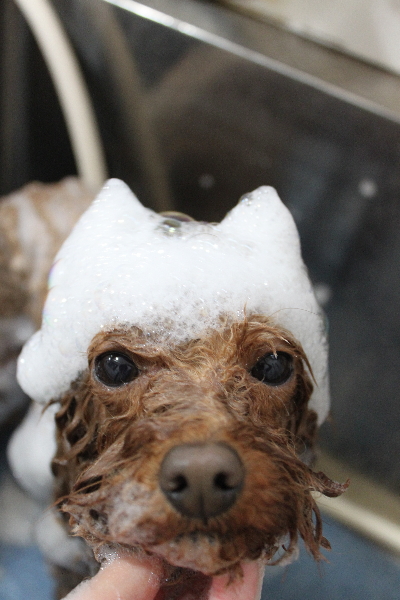 千葉県市川市のトイプードルのシャンプー画像