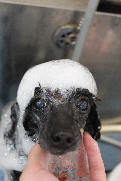 千葉県船橋市のトイプードルのシャンプー画像