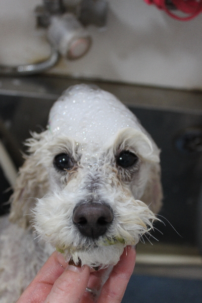 千葉県鎌ヶ谷市のトイプードルのシャンプー画像