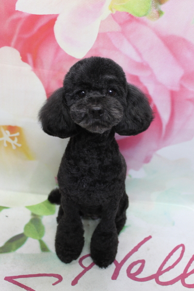 トイプードルブリーダーの成犬、トリミング画像