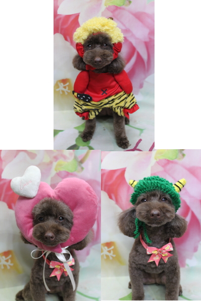 千葉県市川市のトイプードルのトリミング画像