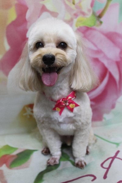 千葉県鎌ヶ谷市のミックス犬のトリミング画像