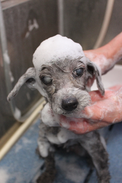 千葉県船橋市のトイプードルのシャンプー画像