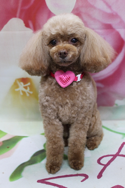 千葉県船橋市のトイプードルのトリミング画像