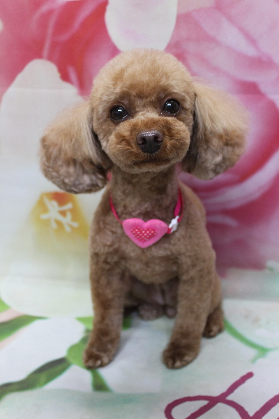 神奈川県横浜市のトイプードルのトリミング画像