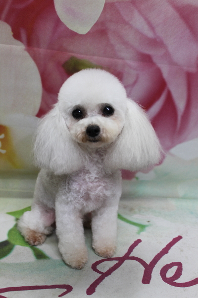トイプードルブリーダーの成犬、トリミング画像