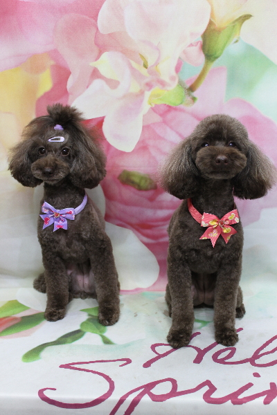 千葉県市川市のトイプードルのトリミング画像