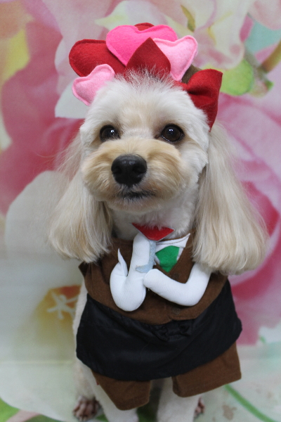 千葉県鎌ヶ谷市のミックス犬のトリミング画像