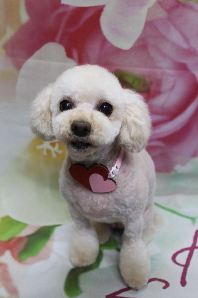 千葉県鎌ケ谷市のミックス犬のトリミング画像