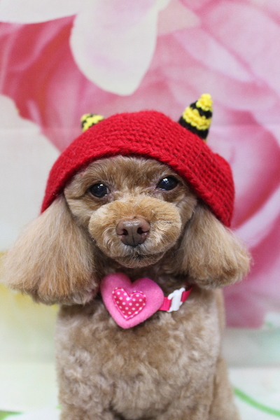 千葉県船橋市のトイプードルのトリミング画像