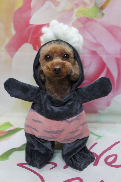 神奈川県横浜市のトイプードルのトリミング画像