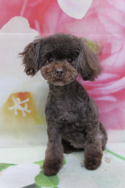 トイプードルブリーダーの成犬、トリミング画像