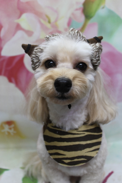 千葉県鎌ヶ谷市のミックス犬のトリミング画像