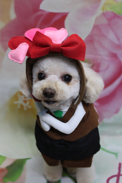 千葉県鎌ケ谷市のミックス犬のトリミング画像