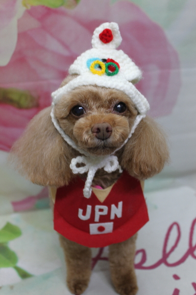 千葉県船橋市のトイプードルのトリミング画像