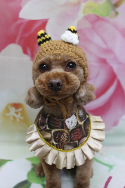 神奈川県横浜市のトイプードルのトリミング画像