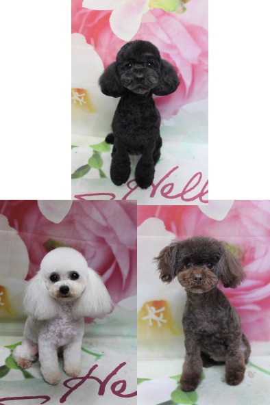 トイプードルブリーダーの成犬、トリミング画像