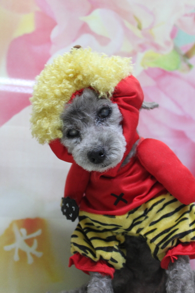 千葉県船橋市のトイプードルのトリミング画像