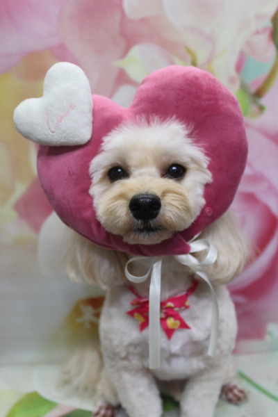 千葉県鎌ヶ谷市のミックス犬のトリミング画像