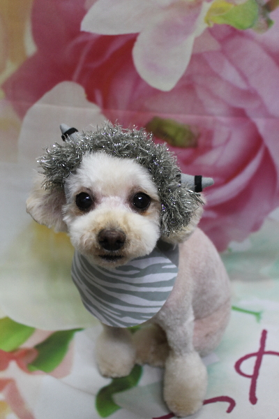 千葉県鎌ケ谷市のミックス犬のトリミング画像